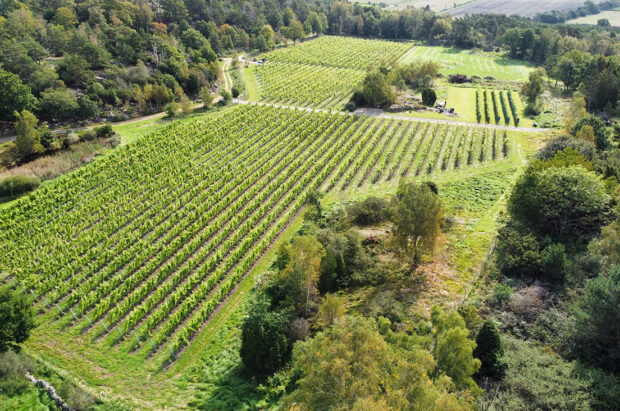 Annebergs vingård vinfält ovanifrån